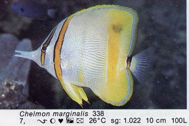 Chelmon marginalis